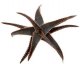  - ALOE cv. Blue Fang