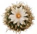 - TURBINICARPUS rioverdensis