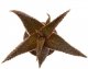  - ALOE cv. Angelo (Latte)