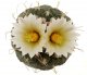  - STROMBOCACTUS disciformis var. minimus VM 207, Pena Miler