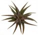  - ALOE cv. Hey Babe