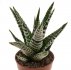  - HAWORTHIA fasciata cv. Alba