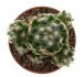  - MAMMILLARIA haudeana ex Drapela