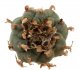  - LOPHOPHORA williamsii, peoyte