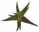  - ALOE cv. Rasberry ruffles