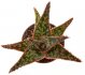  - ALOE cv. Donnie (Bright Star)