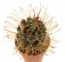  - MAMMILLARIA spec. x TOUMEYA papyracantha