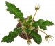  - DORSTENIA spec. BL 751