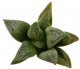  - HAWORTHIA cv. Hisame