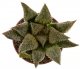  - HAWORTHIA emelyae var. major cv. Hakuma ex. Esoticando