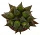  - HAWORTHIA mirabilis var. paradoxa