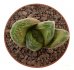  - HAWORTHIA cv. Rasper