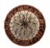  - MAMMILLARIA perezdelarosae f. GCG, Tapias Viejas I., Ags