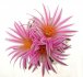  - TURBINICARPUS pseudomacrochele