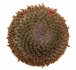  - MAMMILLARIA crucigera