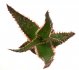  - ALOE cv. Coral Fire ex Hoes