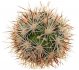  - CORYPHANTHA alversonii SB 1800, SEEDLING