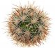  - CORYPHANTHA alversonii, SEEDLING !!!