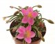  - AVONIA quinaria ssp. quinaria, red flower, 2 x SEEDLINGS !