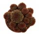  - SULCOREBUTIA rauschii f. brown - rusted spines