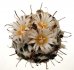 - TURBINICARPUS jauernigii