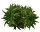  - HAWORTHIA parksiana