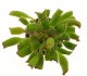  - ADROMISCHUS cristatus Kleinpoort