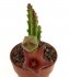  - STAPELIA scitula