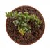  - CRASSULA corallina
