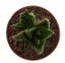  - HAWORTHIA scabra, Oudshoorn, C. Moragie