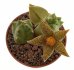  - PIARANTHUS decorus