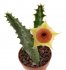  - HUERNIA cv. Red belly