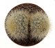  - MAMMILLARIA machucae (manana)