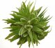  - HAWORTHIA attenuata f. white variegate 
