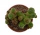  - MAMMILLARIA bocasana cv. Fred ex Zvone