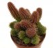  - HUERNIA pillansii 