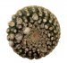  - THELOCEPHALA napina var. llanensis