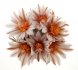  - TURBINICARPUS schmiedickeanus ssp. sanchezi-mejoradae VM 721