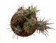  - EUPHORBIA horrida f. monstrose