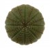  - EUPHORBIA obesa ssp. symmetrica
