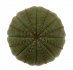  - EUPHORBIA obesa ssp. symmetrica