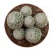  - MAMMILLARIA humboldtii