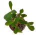  - EUPHORBIA bulbispina