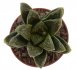  - HAWORTHIA cv. Crocodile Dundee