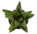  - HAWORTHIA cv. Sugar Candy
