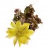  - LOBIVIA spec. f. monstrose