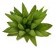  - HAWORTHIA floribunda cv. ex Japan