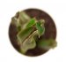  - EUPHORBIA sipolisii