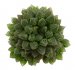  - HAWORTHIA cv. Mirror Ball