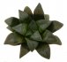  - HAWORTHIA bayeri cv. Jupiter